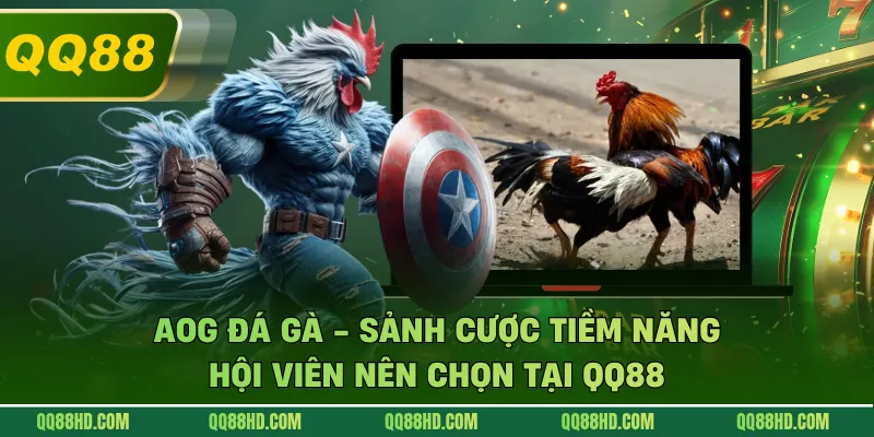 AOG Đá Gà - Sảnh Cược Tiềm Năng Hội Viên Nên Chọn Tại QQ88